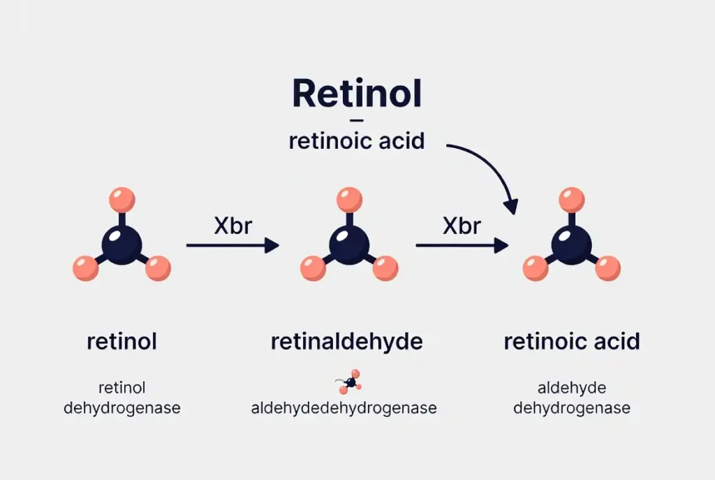 how-does-retinol-work-at-cellular-level -Diagram showing retinol enzymatic conversion pathway from retinol to retinaldehyde to retinoic acid inside skin cells